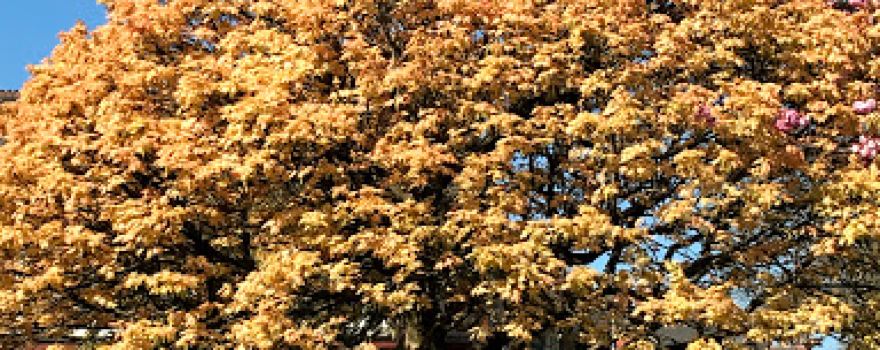 Waterloo Gardens