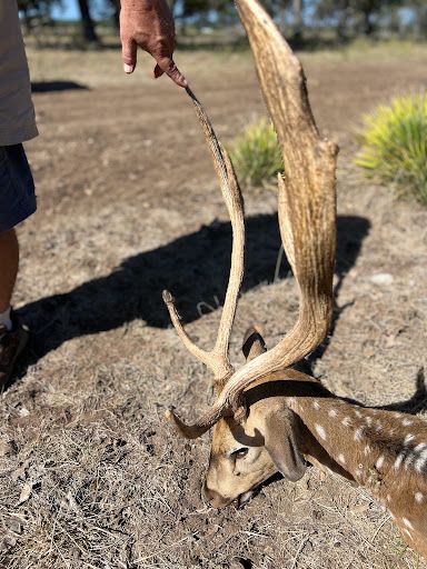 Texas Hill Country Axis Hunts