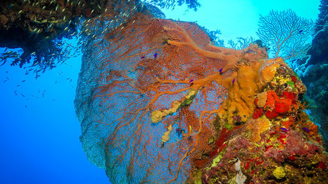 Ronjenje Hurgada - Srpski ronilački Klub