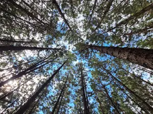 Bosque de Pinos de San Francisco