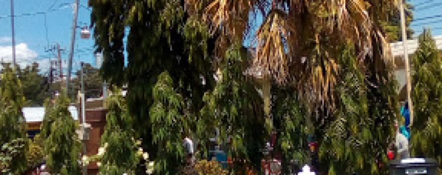 Municipal Park
