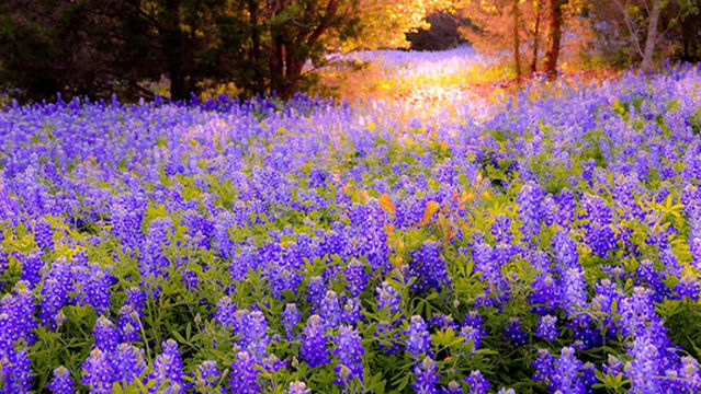 The Art Higgins Memorial Black Eagle Park
