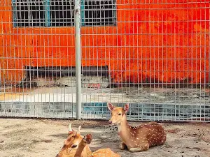 bsl ecofarm 万成隆生态牧场 （goat milk, 羊奶）