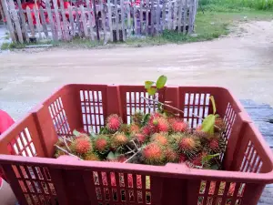Pasar Malam Melor, Kelantan.