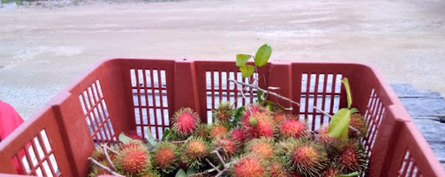 Pasar Malam Melor, Kelantan.