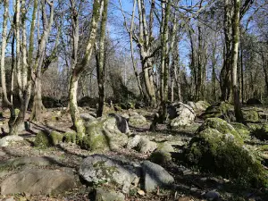 Sisangan Forest Park
