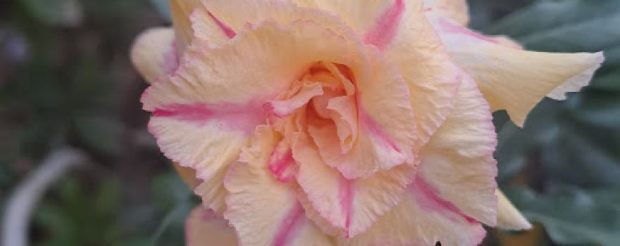 Vivero La flor de Abigail