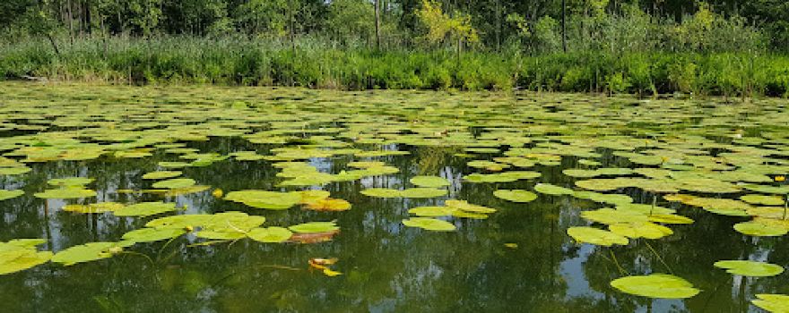 Camping Partęczyny