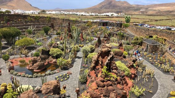 The Cactus Garden