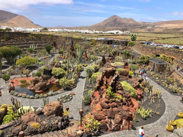 The Cactus Garden