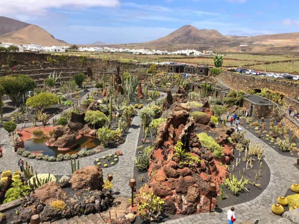 The Cactus Garden