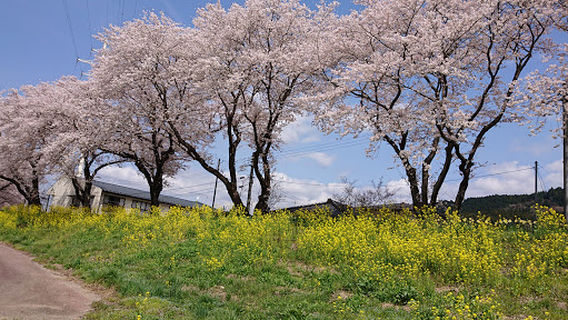 Hananuki Cherry-blossom Park.
