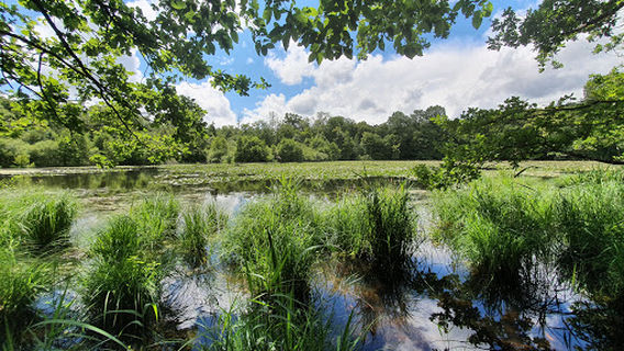 Montagne de Reims Regional Natural Park