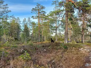Nordhue Treningsterreng