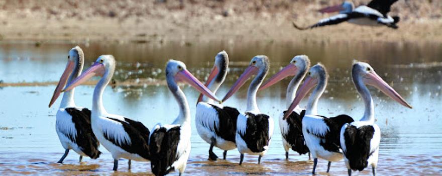 Adelaide International Bird Sanctuary