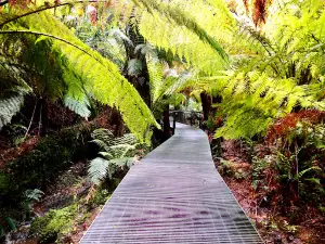 Maits Rest Rainforest Walk