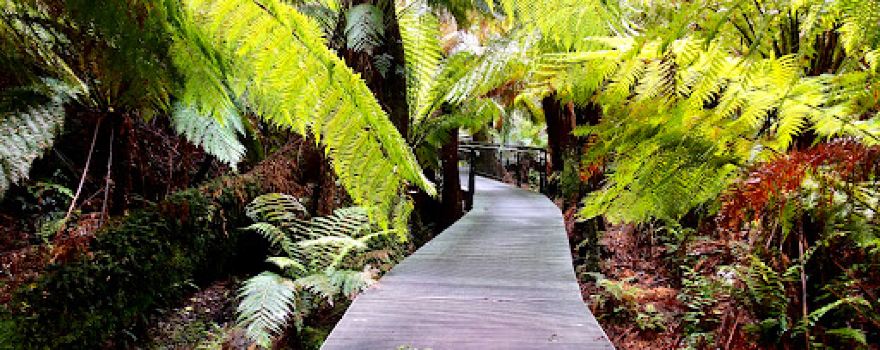 Maits Rest Rainforest Walk