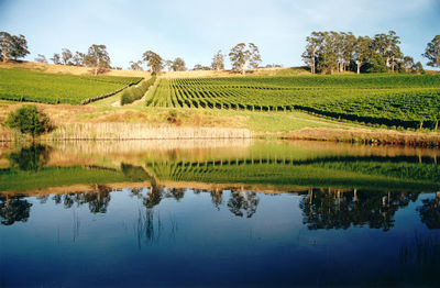 Clover Hill Wines