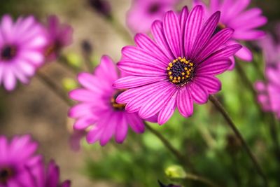 Wanneroo Botanic Gardens | Mini Golf and Glow Golf