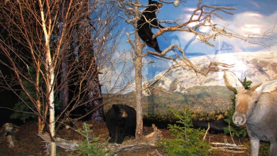 Gros Morne Wildlife Museum