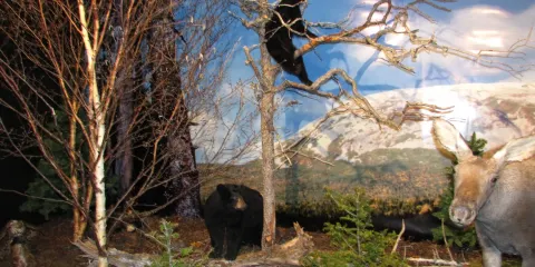 Gros Morne Wildlife Museum