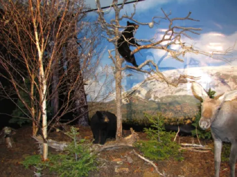 Gros Morne Wildlife Museum