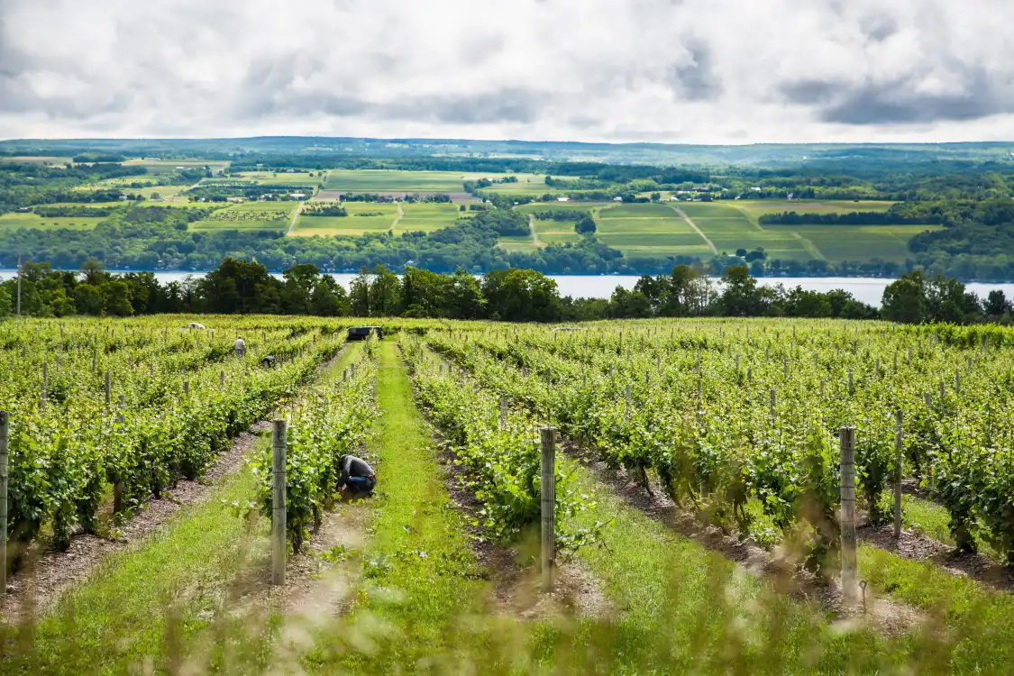 Hotels near Seneca Lake Wine Trail
