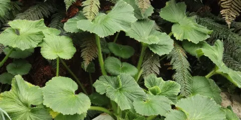 Sub-Antarctic Plant House