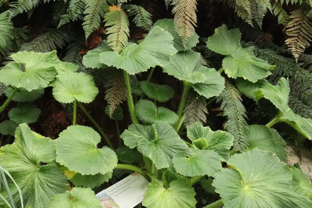 Hotels near Subantarctic Plant House