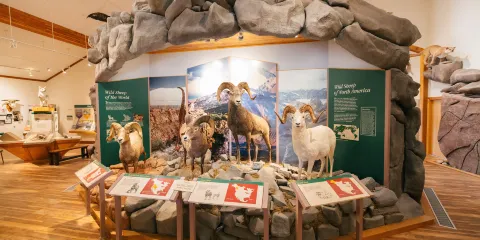 National Bighorn Sheep Center