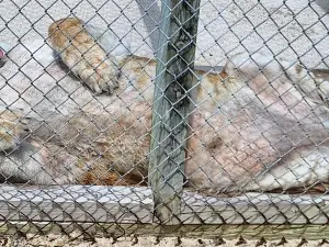 Octagon Wildlife Sanctuary