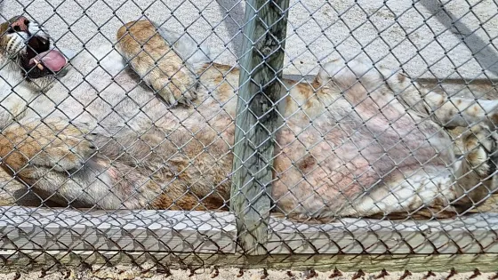 Octagon Wildlife Sanctuary And Rehabilitation Center