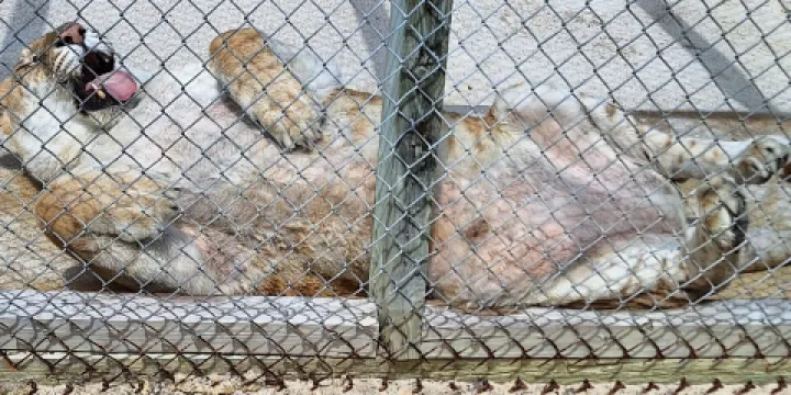 Octagon Wildlife Sanctuary And Rehabilitation Center