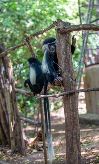 Colobus Conservation