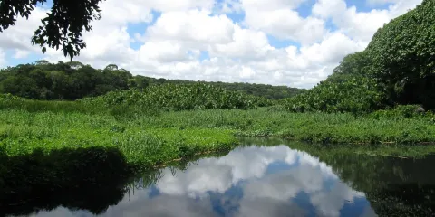 Manancial do Buraquinho