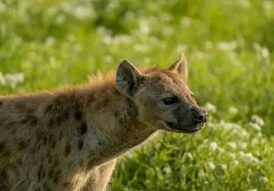 Kidepo Valley National Park