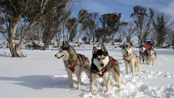 Mount Buller