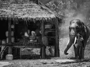 Karen’s Tribe Native Elephants