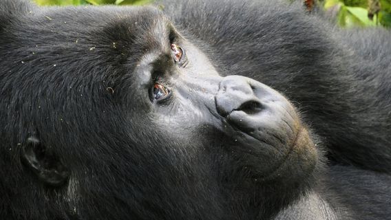 Destinations African Gorilla Limited