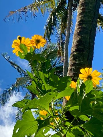 soufriere