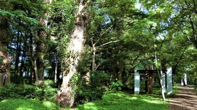 Tonden Windbreak Forest