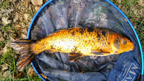 The Oaks Lakes Fishing Complex