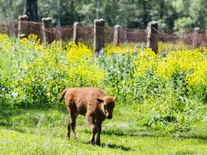Prioksko-Terrasnyy Gosudarstvennyy Prirodnyy Zapovednik