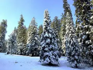 The fairy forest