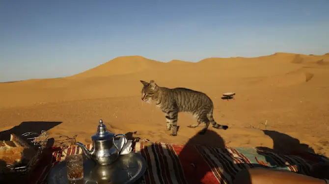 Abdelhadi Elmoustahli Travel Guide~Agent Morocco