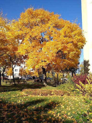 Park im.Tysiąclecia
