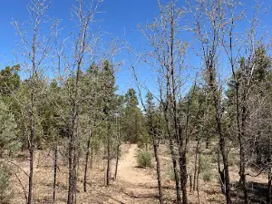 Tall Timbers Trailhead