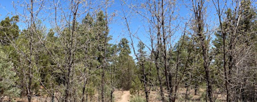 Tall Timbers Trailhead