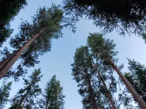 Wetmore Campground