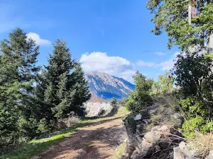 Pergari